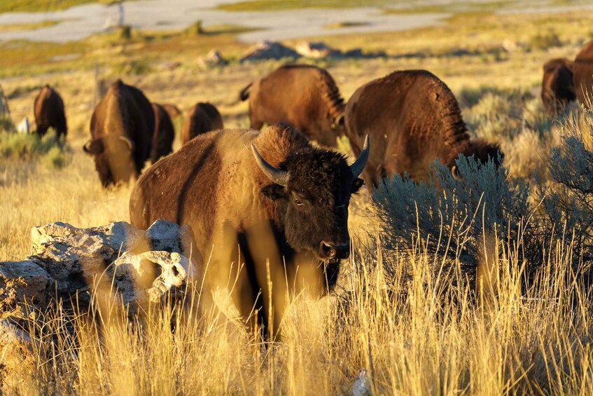 Picture 2 for Activity Salt Lake City: Great Salt Lake Wildlife & Sunset Experience