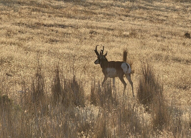 Picture 12 for Activity Salt Lake City: Great Salt Lake Wildlife & Sunset Experience