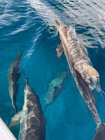 Privado: día completo/Reloj de delfines y natación Crystal Rock + Barbacoa