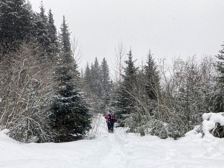 Guided Snowshoeing Adventure in Seward, Alaska