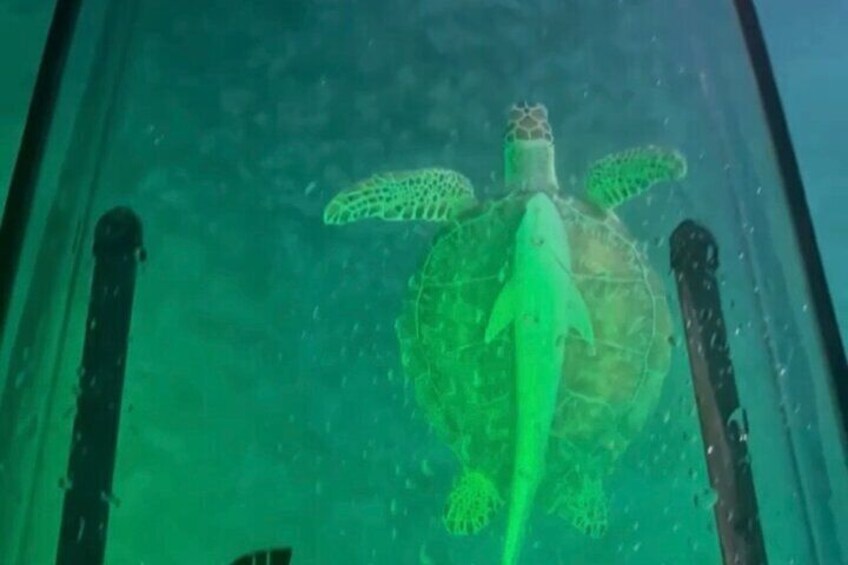 1 Hour Night Kayak Adventure in St Thomas Frenchman's Reef