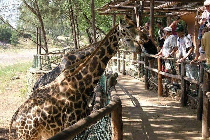 Feeding The Giraffes