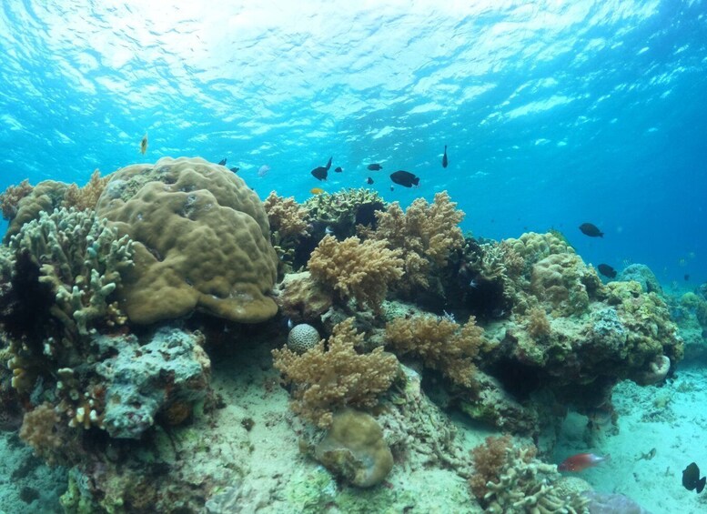 Picture 14 for Activity Gili Trawangan : Private Snorkeling 4 Spots with Gopro