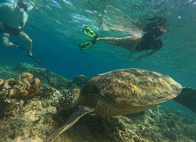 Picture 22 for Activity Private Snorkeling 4 Spots Turtle in Gili Islands