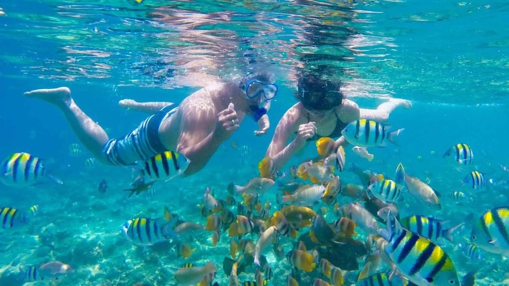 Picture 4 for Activity Snorkeling Gili Islands Coral Turtle & Underwater Statues