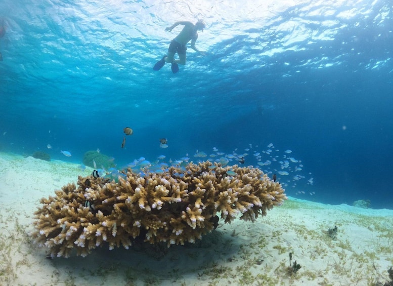 Picture 19 for Activity Gili Trawangan : Private Snorkeling 4 Spots with Gopro