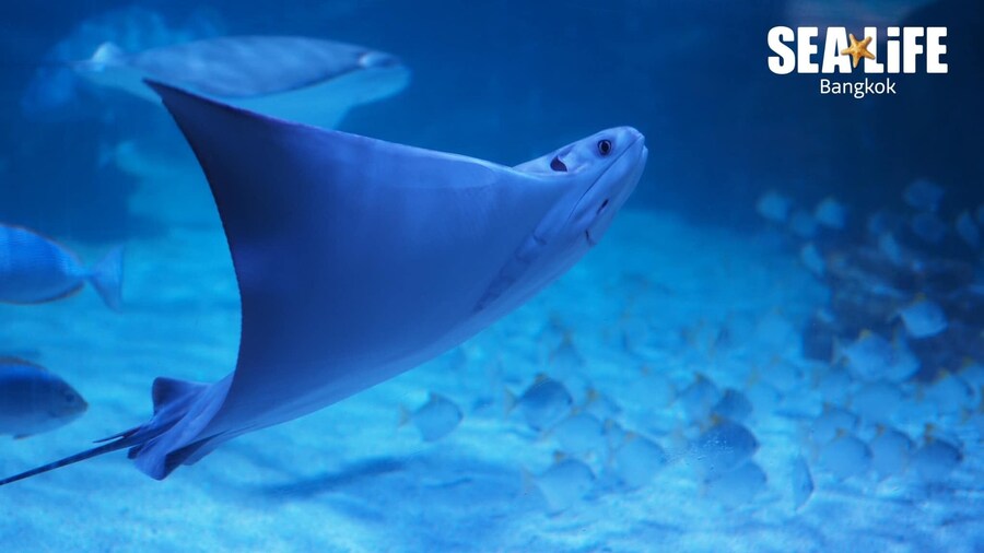 Sea Life Bangkok Ocean World Tickets