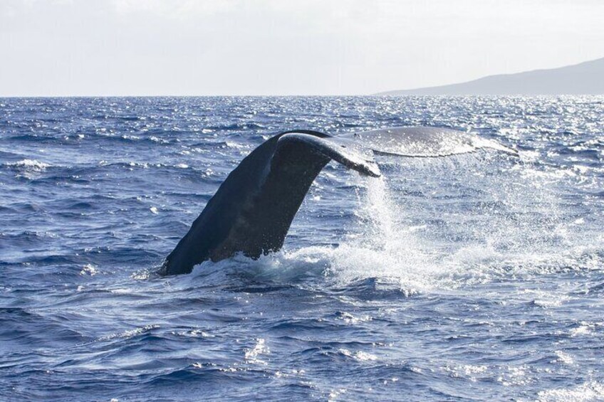 Molokini Snorkel plus Whale Watching Adventure Tour - From Kihei