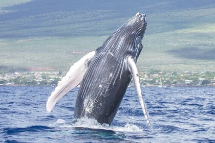 Molokini Snorkel & Whale Watching From Kihei