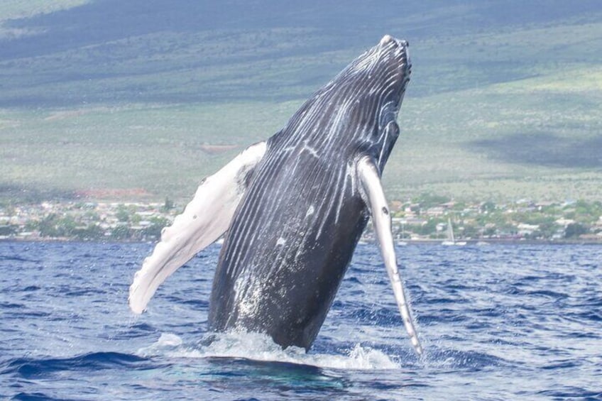Molokini Snorkel plus Whale Watching Adventure Tour - From Kihei