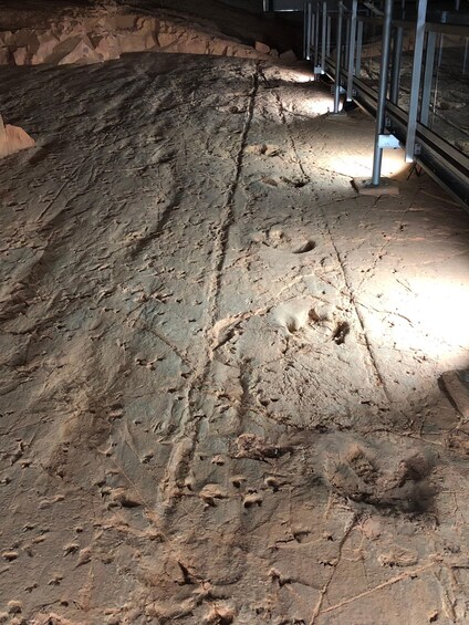 Picture 3 for Activity Dinosaur Stampede 3/4 Day Tour