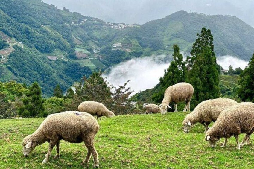 Surround yourself with cute sheep in Green Green Grasslands