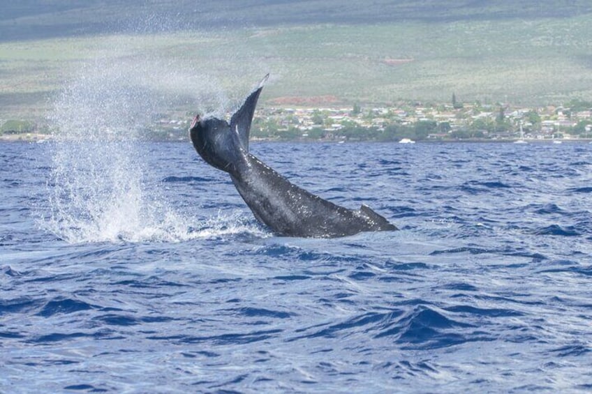 Sunset Sail and Whale Watching with Drinks from Maalaea Harbor