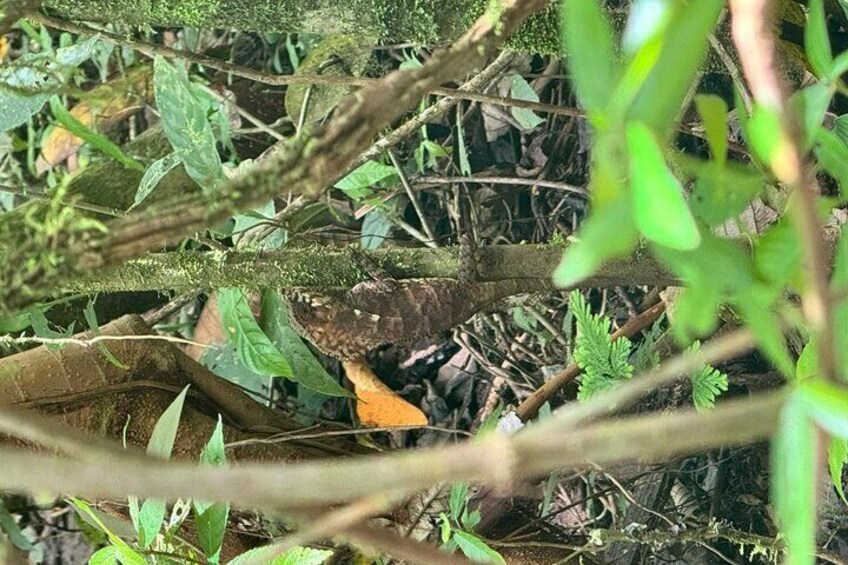 Sloth Forest Tour, Organic Coffee and Chocolate Tour & Waterfall