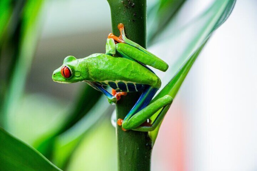 Hopping Leaf Frog ,Misfit Leaf Frog