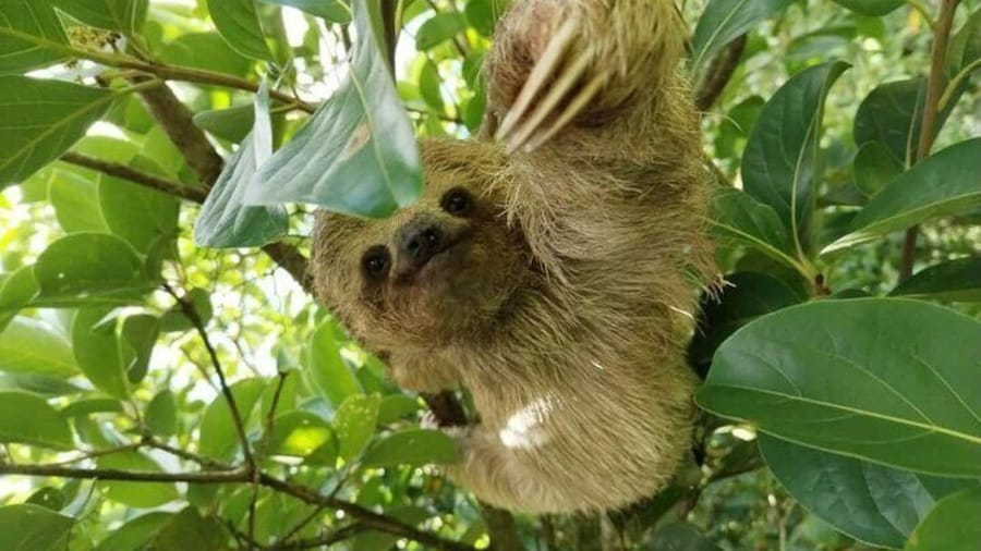 Brown-Throated Three-toed Sloth, Bradypus variegatus
