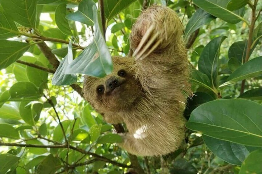 Brown-Throated Three-toed Sloth, Bradypus variegatus
