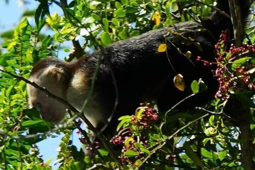 Central American White-faced Capuchins, Mona Cara Blanca Central American