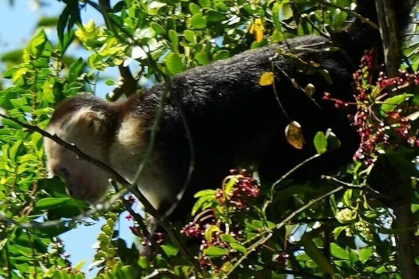 Central American White-faced Capuchins, Mona Cara Blanca Central American