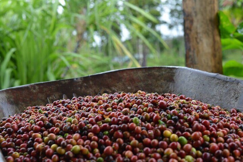 coffee fruit, our Golden bean, our coffee as authentic as our people