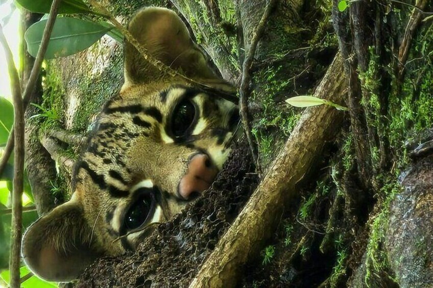 Osselote, the most elusive and mysterious feline in our forests, seen during a Sloth tour