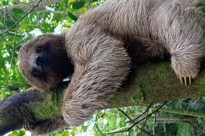 Brown-Throated Three-toed sloth, Bradypus variegatus