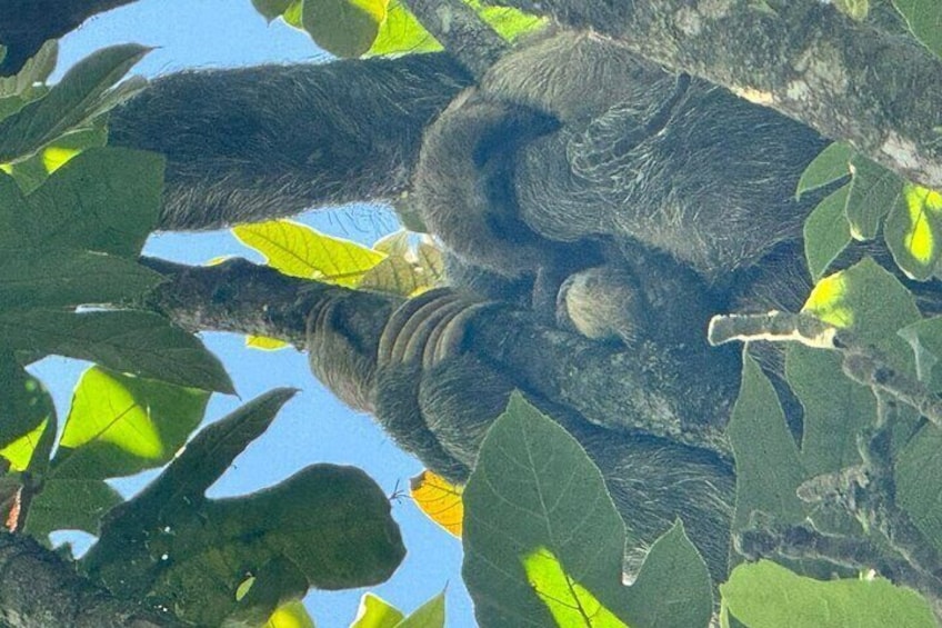 Sloth Forest Tour, Organic Coffee and Chocolate Tour & Waterfall