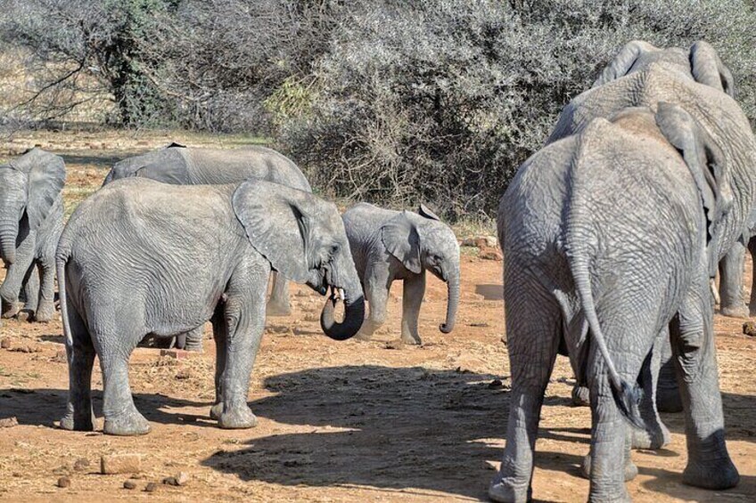 Kruger Park Shared Full day Safari Drive from Hoedspruit