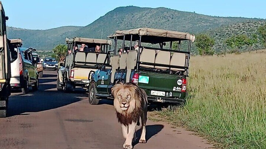 Kruger Park Shared Full day Safari Drive from Hoedspruit