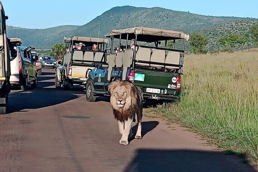 Kruger Park Shared Full day Safari Drive from Hoedspruit