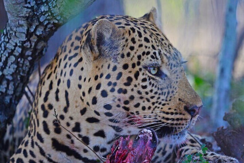 Kruger Park Shared Full day Safari Drive from Hoedspruit