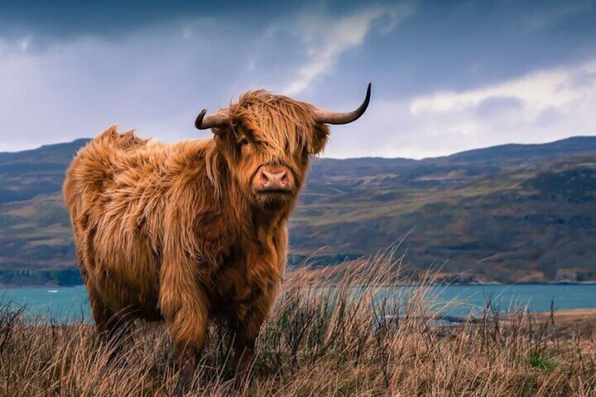Meet The Highland cows