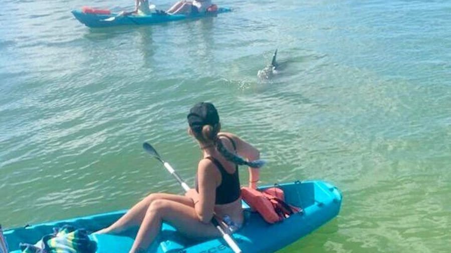Another beautiful day on the Daytona Kayaking Tour with Dolphins swimming in between everyone!
