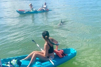 Dolphin and Manatee Kayak Tour of Daytona Beach