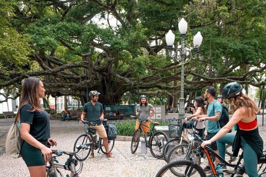 By the Fig Tree at Florianopolis' Main Square