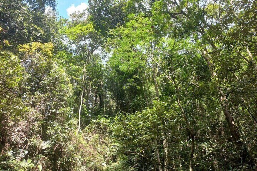 4 Hours Private River Tour in Pance Cali Colombia 