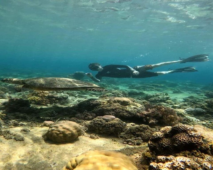 Picture 11 for Activity Gili Trawangan : Snorkeling Swimming with Turtle & Statue