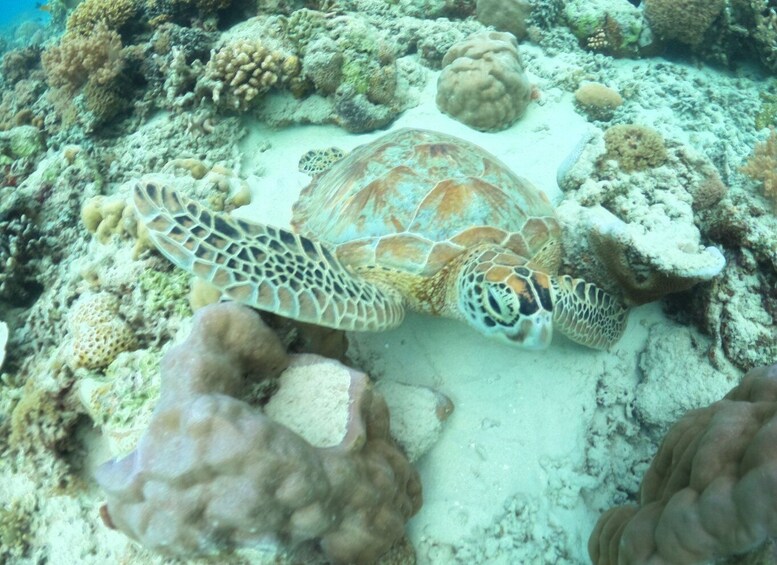 Gili Trawangan Swimming with Turtle & Underwater Statue