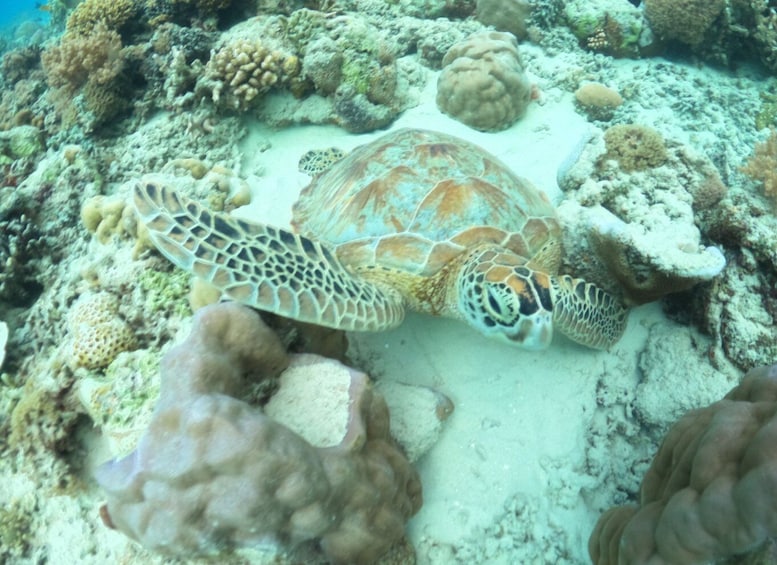 Picture 11 for Activity Snorkeling Trip - Explore the Gili underwater world