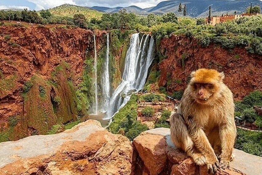 Ouzoud Waterfall Guided Tour with Boat Ride from Marrakech