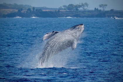 Extraordinary 41' Super-raft  2.5 Hour Whale Watch