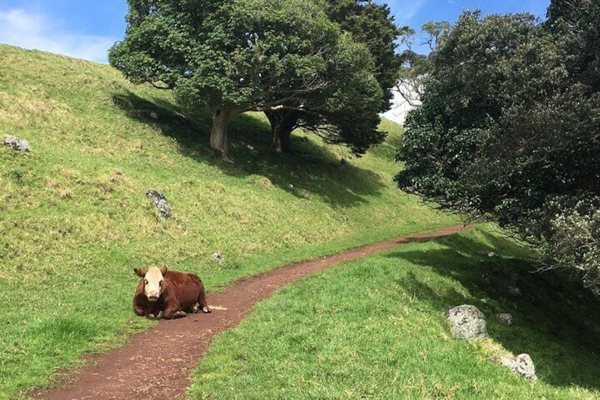Shore Excursion: Half-Day Auckland Volcanoes Tour