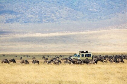 3-Day Private Safari to Lake Manyara, Tarangire & Ngorongoro