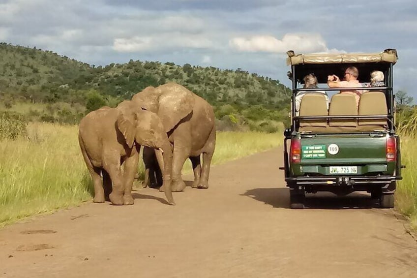 Viewing elephants that just had a mud bath from the open safari vehicle