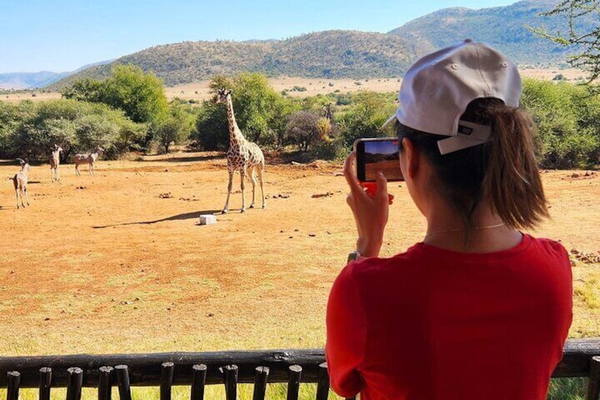 Seeing giraffe from the restaurant deck