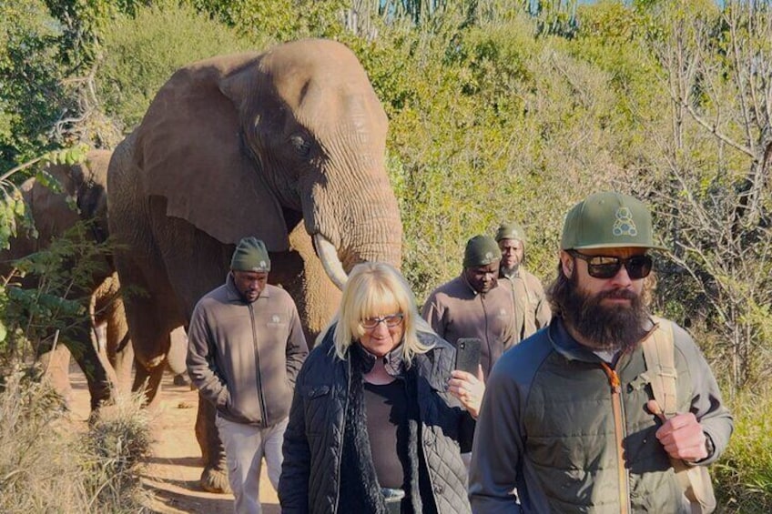  1 Night 4 Star Safari Experience plus Elephant Walk near Joburg