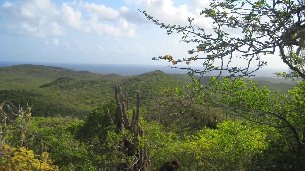 Foto 4 von 5 laden Forests of Curacao