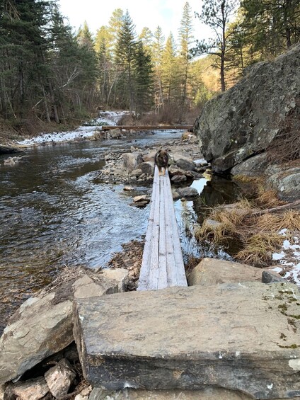 Picture 4 for Activity Black Hills: Private Tour of Mt. Rushmore & Flume Trail Hike