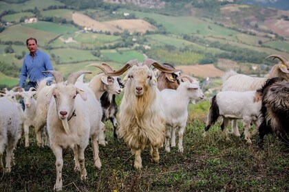 San Leo Cashmere: Farm Experience