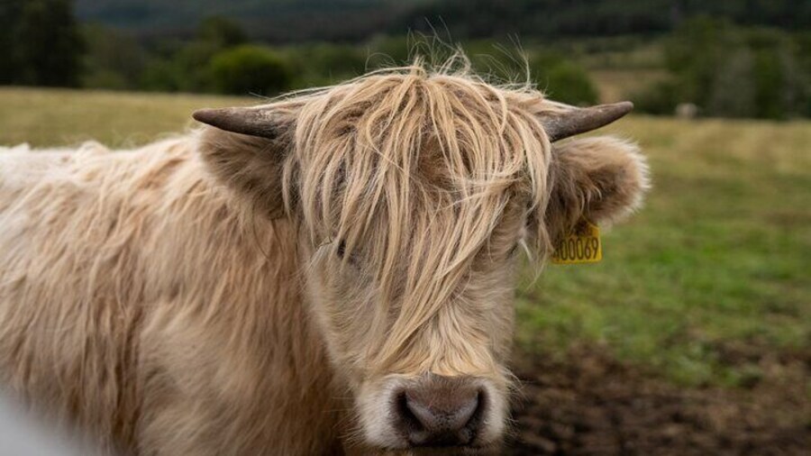 Highland Cow Hike in Edinburgh